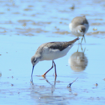 Greater Yellowlegs